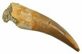 Fossil Plesiosaur (Zarafasaura) Tooth - Morocco #297994-1